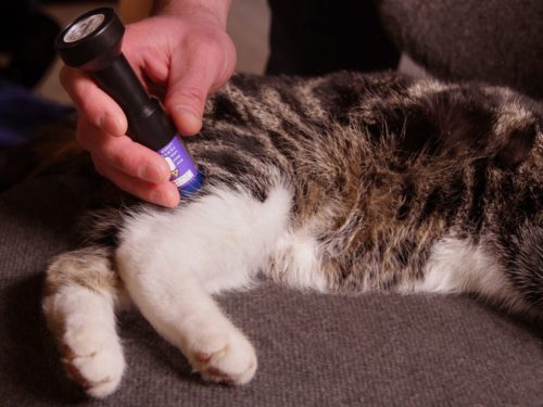 Personal Laser L400 lágylézer készülék